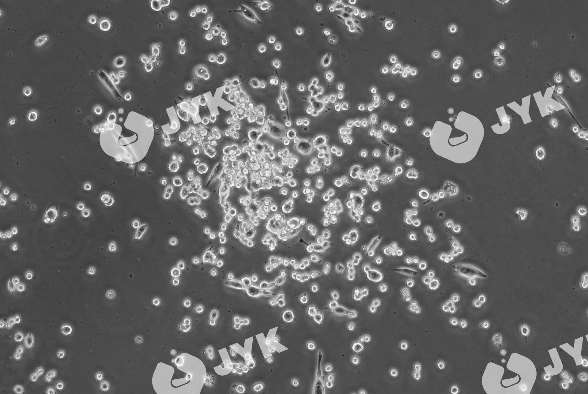 小鼠肺癌細胞（LLC）